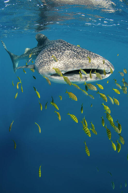 Bay Poster featuring the photograph Whale Shark And Golden Trevally #4 by Pete Oxford