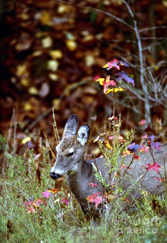 Nature Poster featuring the photograph White-tailed Deer #46 by Jack R Brock