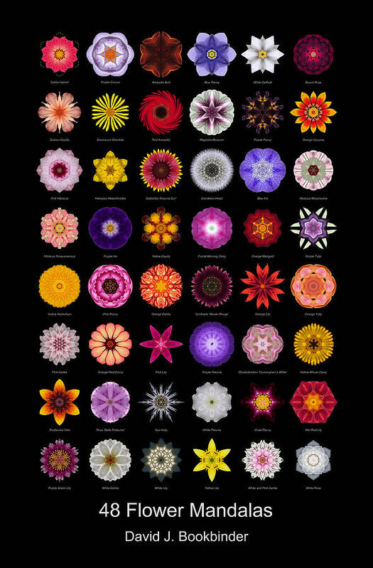 Flower Poster featuring the photograph 48 Flower Mandalas by David J Bookbinder