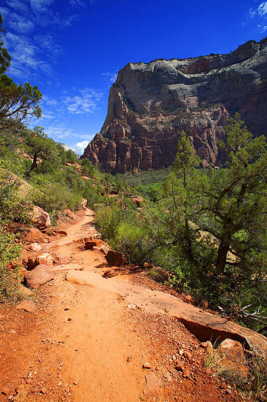 Landscape Poster featuring the photograph Zion National Park USA #5 by Richard Wiggins