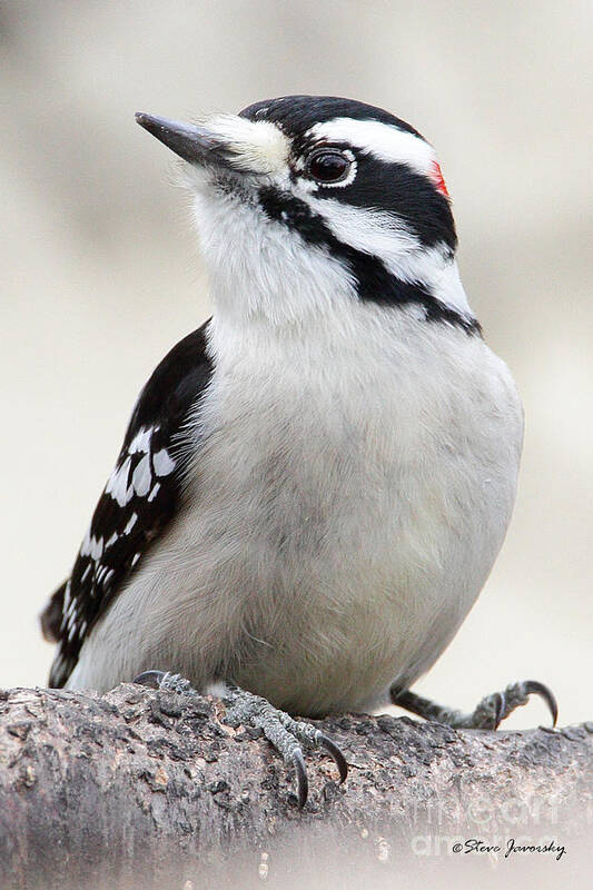 Downy Woodpecker Poster featuring the photograph Downy Woodpecker #6 by Steve Javorsky