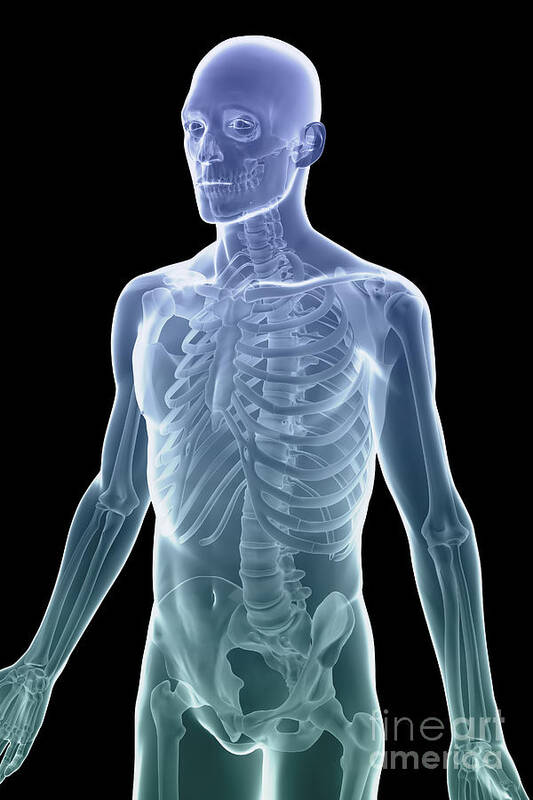 Spine Poster featuring the photograph Bones Of The Upper Body #71 by Science Picture Co