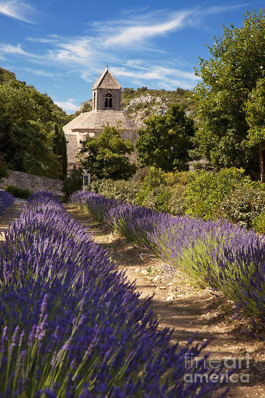 Lavender Poster featuring the photograph Abbaye de Senanque #1 by Brian Jannsen