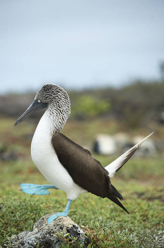 531679 Poster featuring the photograph Blue-footed Booby Courtship Dance #8 by Tui De Roy
