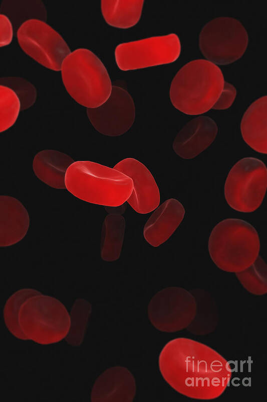 Cells Poster featuring the photograph Red Blood Cells #8 by Science Picture Co