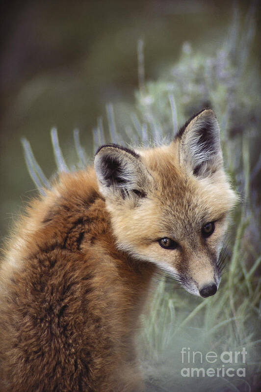 Outdoors Poster featuring the photograph Red Fox Vulpes Vulpes #8 by Art Wolfe