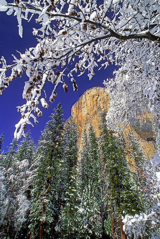 Animal Poster featuring the photograph USA, California, Yosemite National Park #9 by Jaynes Gallery
