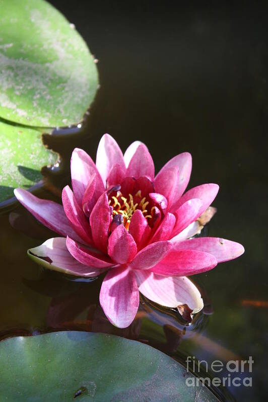 Waterlily Poster featuring the photograph Water lily by Victoria Davis