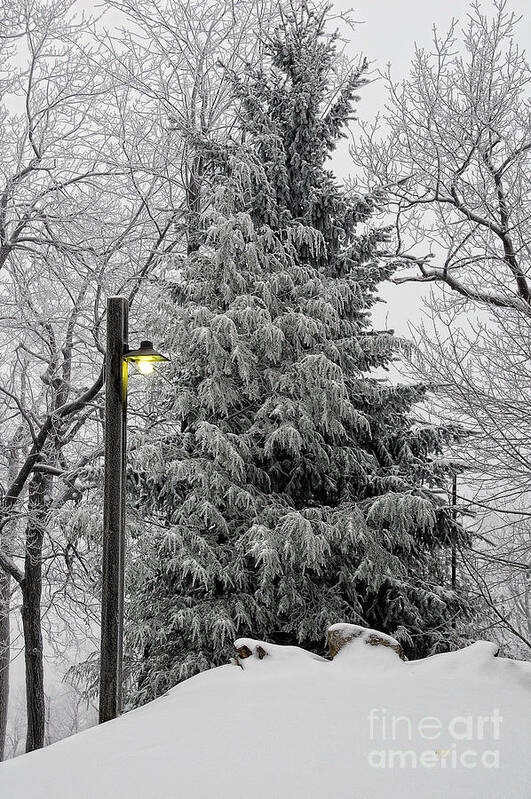 Snow Poster featuring the photograph A Light Snow by Lois Bryan