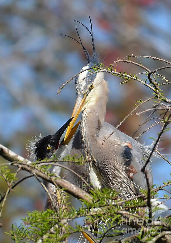 Heron Poster featuring the photograph A Special Moment by Kathy Baccari