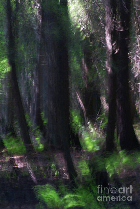 Forest Poster featuring the photograph A Thin Veil by Linda Shafer