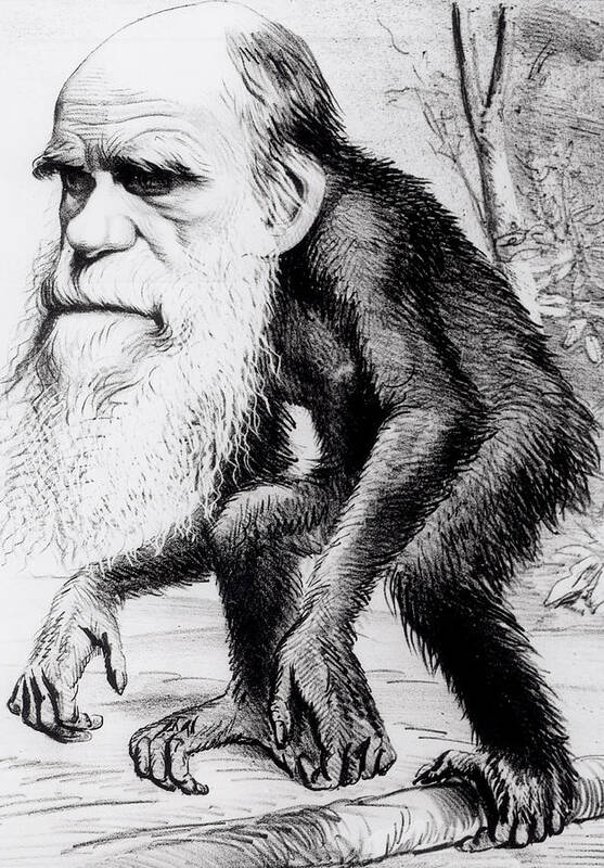 Evolutionary Poster featuring the painting A Venerable Orang Outang by English School