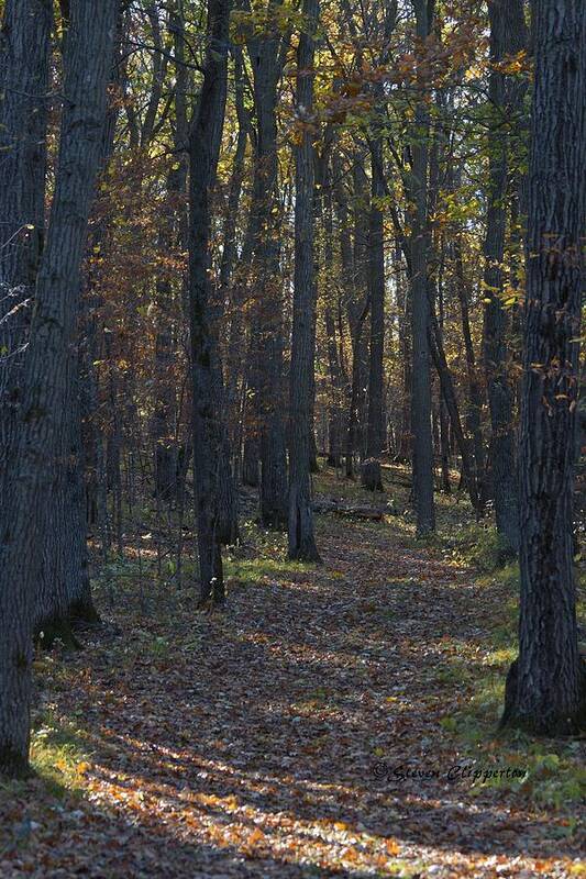 Trees Poster featuring the photograph A Walk in the Woods by Steven Clipperton