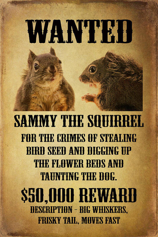 Squirrels Poster featuring the photograph A Wanted Squirrel by Peggy Collins