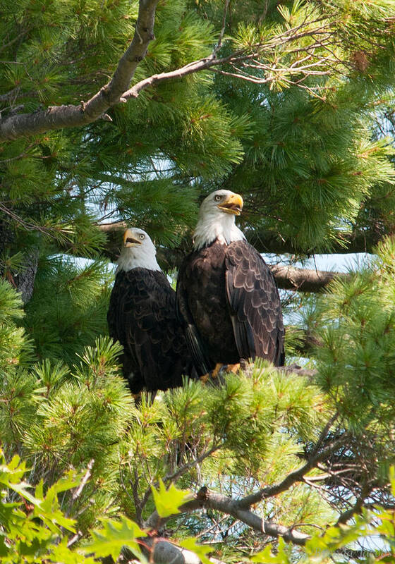 Bald Eagle Poster featuring the photograph A Watchful Pair by Brenda Jacobs