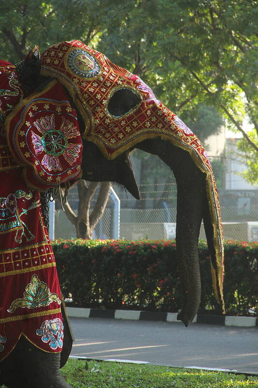 Elephant Poster featuring the photograph A Wide Yawn by Andrew Wijesuriya