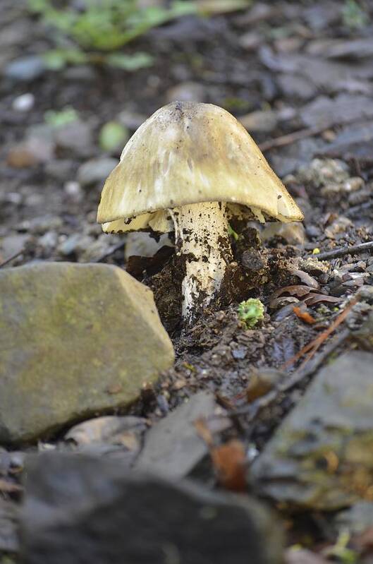  Poster featuring the photograph A Wild Mushroom by Alex King