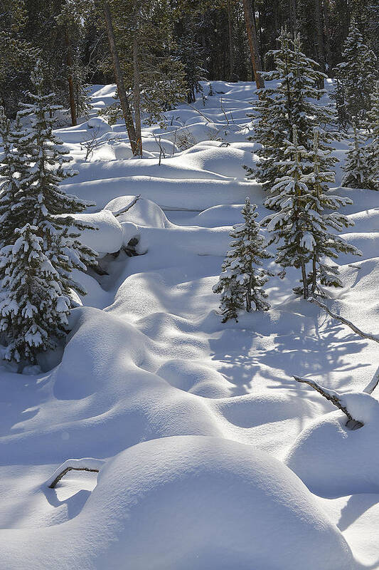 Snow Poster featuring the photograph A Winter Wonderland by Bill Cubitt