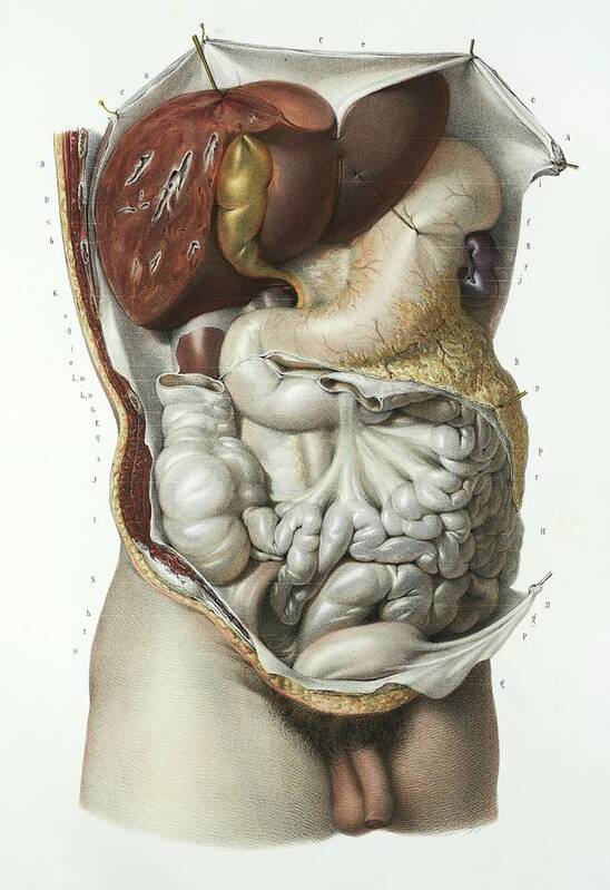 Organ Poster featuring the photograph Abdominal Organs by Science Photo Library