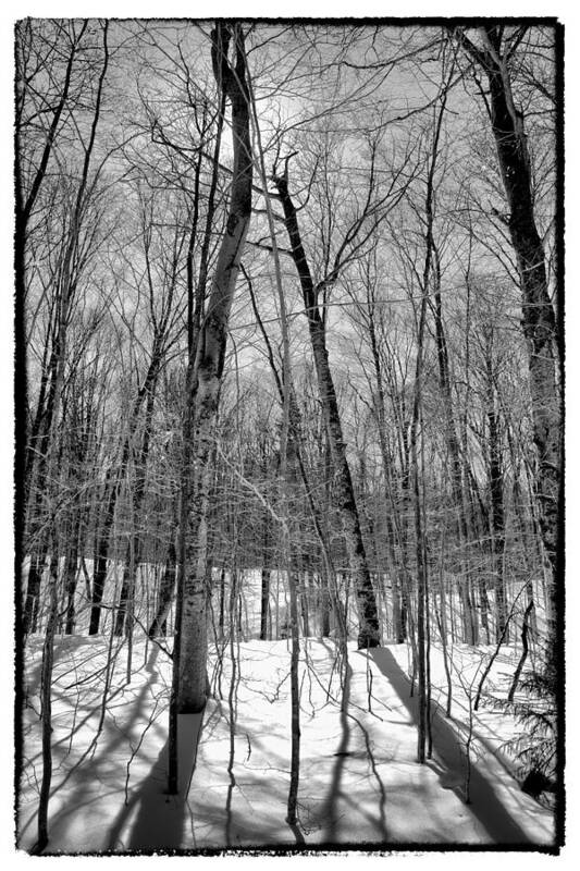 Adirondack's Poster featuring the photograph Adirondack Shadows II by David Patterson