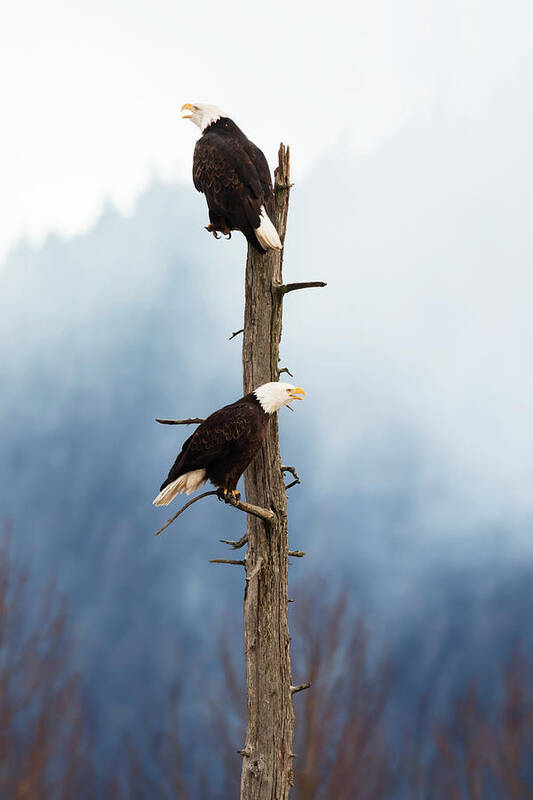 Adult Poster featuring the photograph Adult Bald Eagles Haliaeetus by Doug Lindstrand