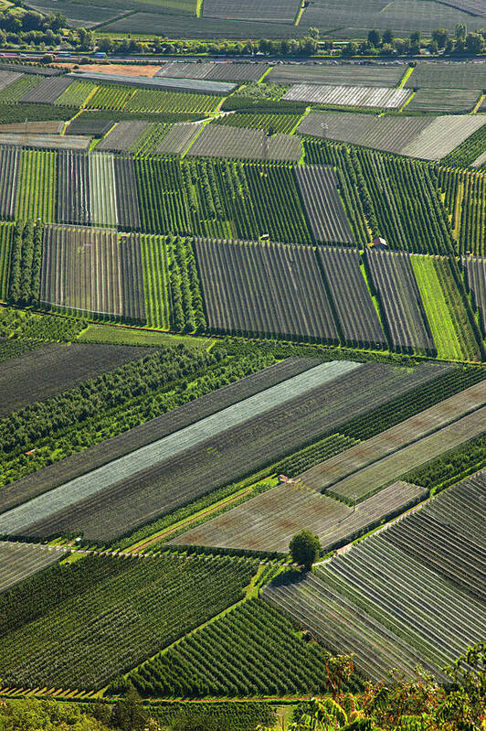 In A Row Poster featuring the photograph Aerial View Of Crop Fields by Henglein And Steets