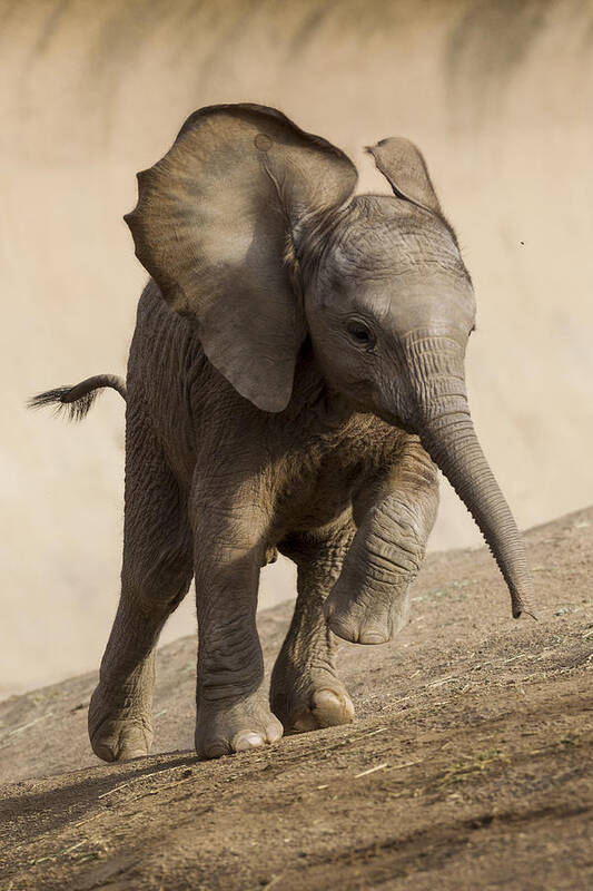Feb0514 Poster featuring the photograph African Elephant Calf Running by San Diego Zoo