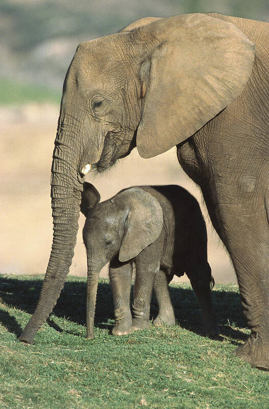 Feb0514 Poster featuring the photograph African Elephant Mother And Calf by San Diego Zoo