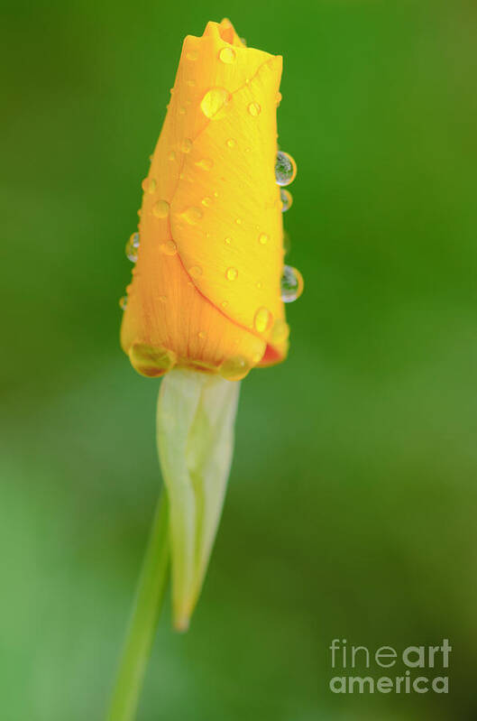 Mexican Gold Poppy Poster featuring the photograph After the Rain by Tamara Becker