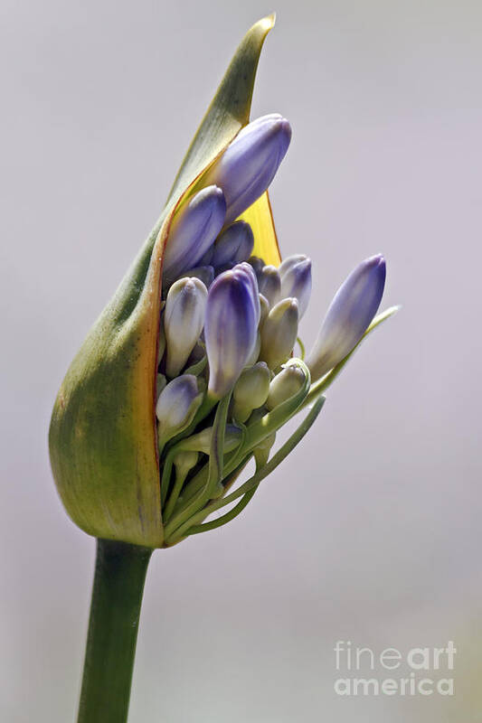 Kate Brown Poster featuring the photograph Agapanthus Blue by Kate Brown