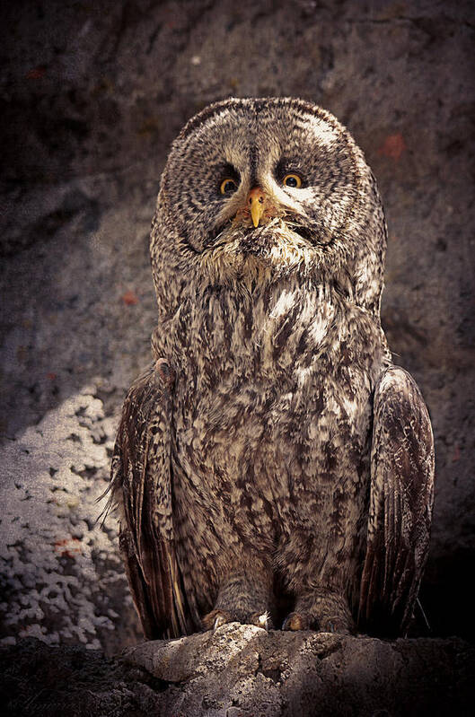 Owl Poster featuring the photograph Alberta Great Gray Owl by Maria Angelica Maira