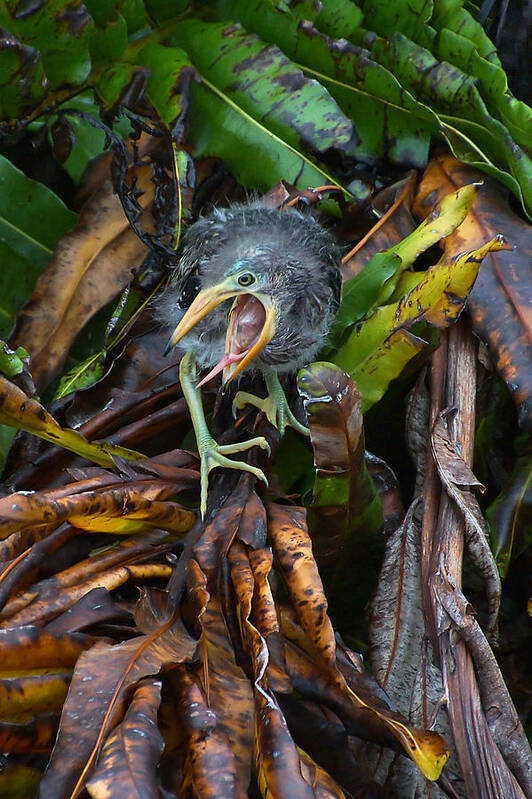 Green Heron Poster featuring the photograph Alien by Leda Robertson