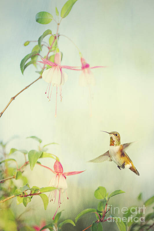 Hummingbird Poster featuring the digital art Allen's Hummingbird and Fuschia by Susan Gary