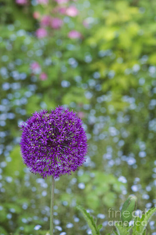Allium Hollandicum Poster featuring the photograph Allium Hollandicum Purple Sensation Flower by Tim Gainey