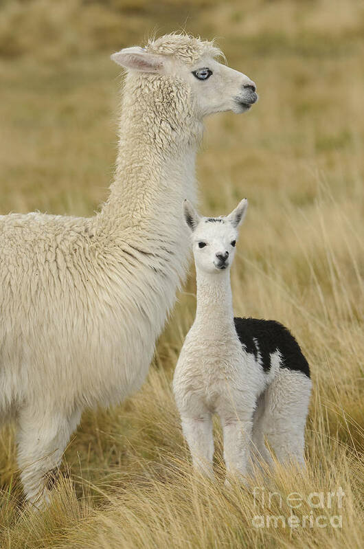 South America Fauna Poster featuring the photograph Alpaca With Young by John Shaw