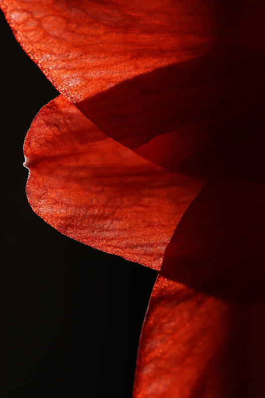 Amaryllis Poster featuring the photograph Amaryllis Abstract by Karol Livote