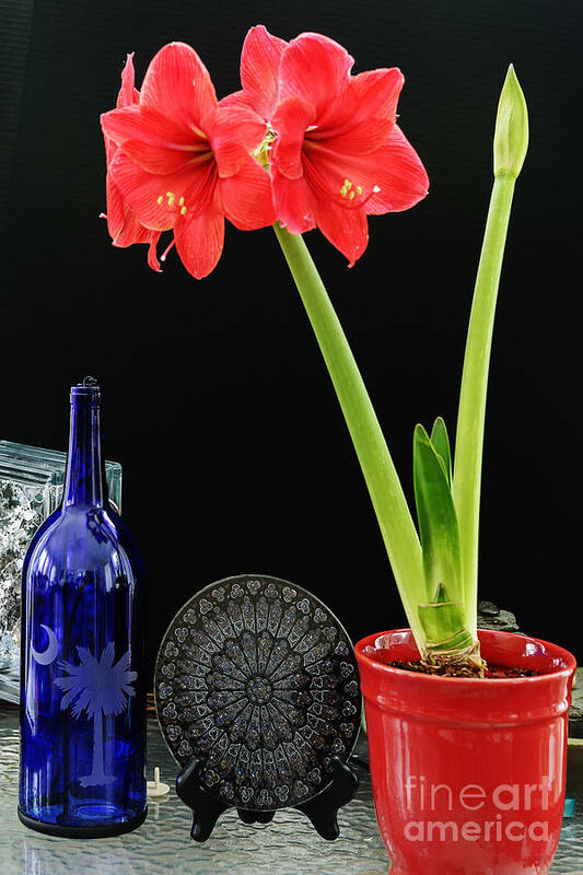 Nature Poster featuring the photograph Amaryllis Still Life by Elvis Vaughn