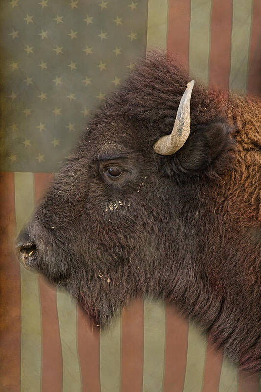 Bison Poster featuring the photograph American Bison Headshot Profile by James BO Insogna