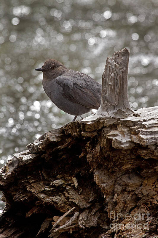 Cinclus Mexicanus Poster featuring the photograph American Dipper  #7944 by J L Woody Wooden