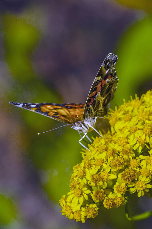 Lepidoptera Poster featuring the photograph American Lady On Goldenrod by Constantine Gregory