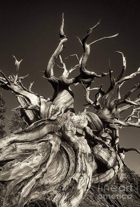 American Poster featuring the photograph Ancient Bristlecone Pine in Black and White by Dave Welling