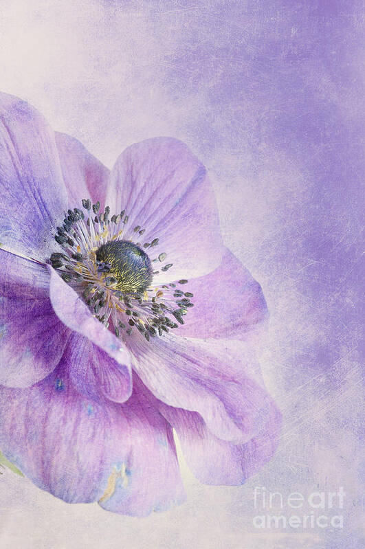Purple Poster featuring the photograph Anemone by Priska Wettstein