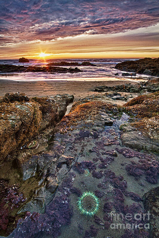 Beach Poster featuring the photograph Anemone Sunset by Alice Cahill