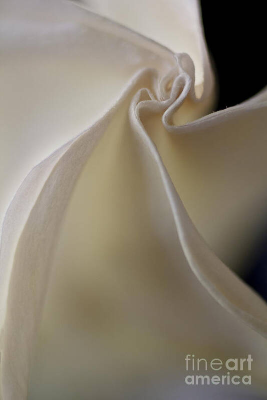 Macrophotography Poster featuring the photograph Angel trumpet by Elena Nosyreva