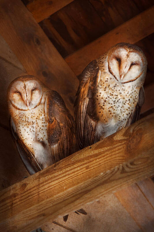 Savad Poster featuring the photograph Animal - Bird - A couple of barn owls by Mike Savad