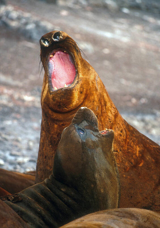 Aquatic Wildlife Poster featuring the photograph Antarctic elephant seals by Dennis Cox