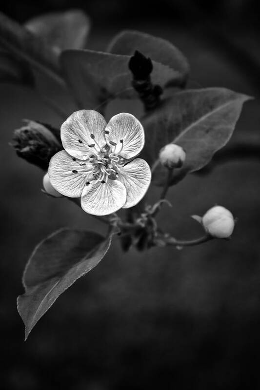 Apple Blossom Poster featuring the photograph Apple Blossom On The Farm by Ben Shields