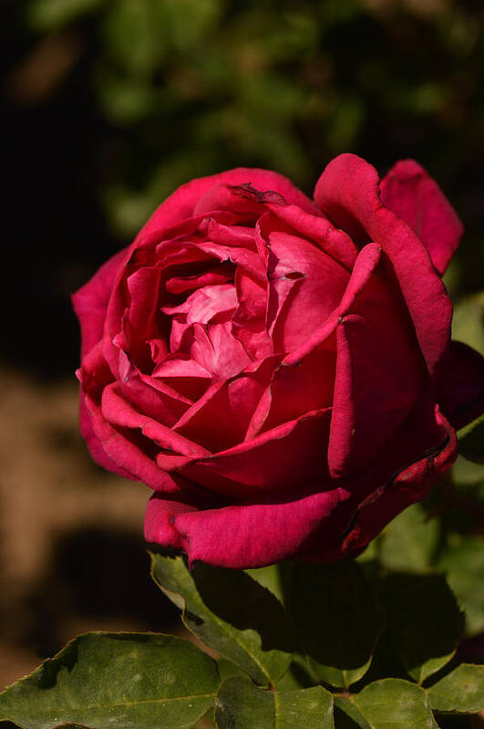 Arizona Poster featuring the photograph Arizona Rose II by Michael McGowan