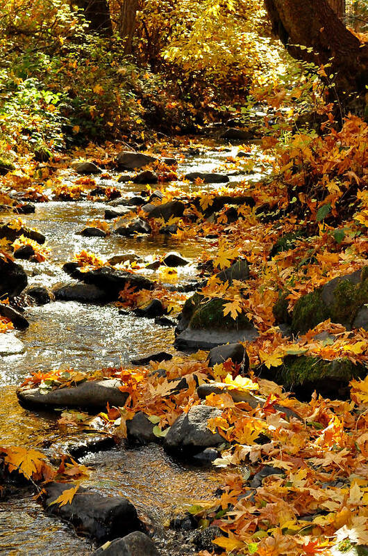 Water Poster featuring the photograph Around And About In My Neck Of The Woods Series 15 by Teri Schuster