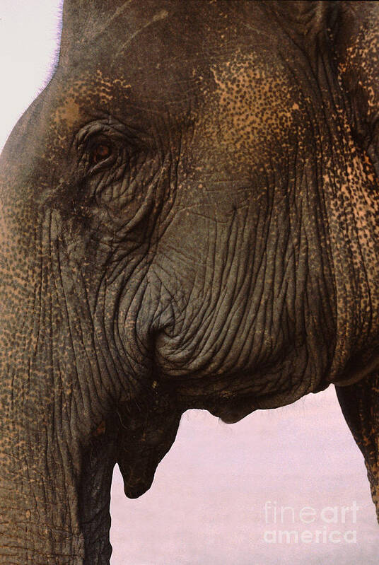 Elephant Poster featuring the photograph Asian Elephant in Thailand by Anna Lisa Yoder